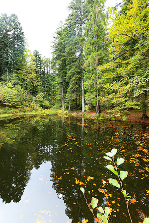 Etang Framboise