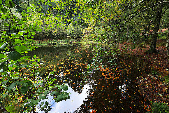 Etang Framboise