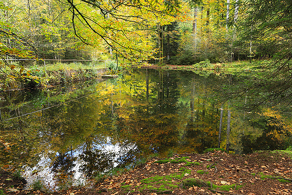 Etang Framboise