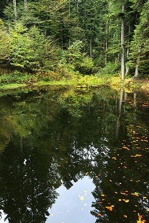 Etang Framboise