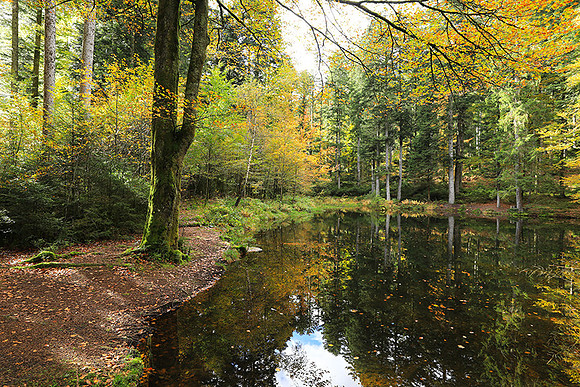 Etang Framboise