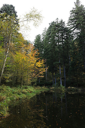Etang Framboise