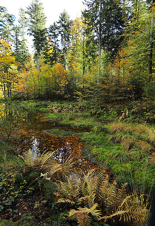 Etang Framboise