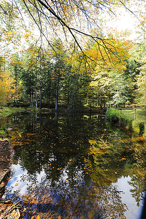 Etang Framboise