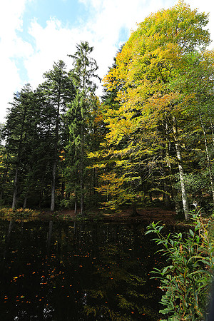 Etang Framboise