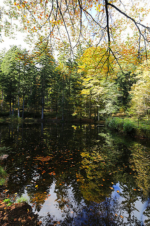 Etang Framboise