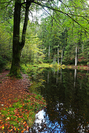 Etang Framboise