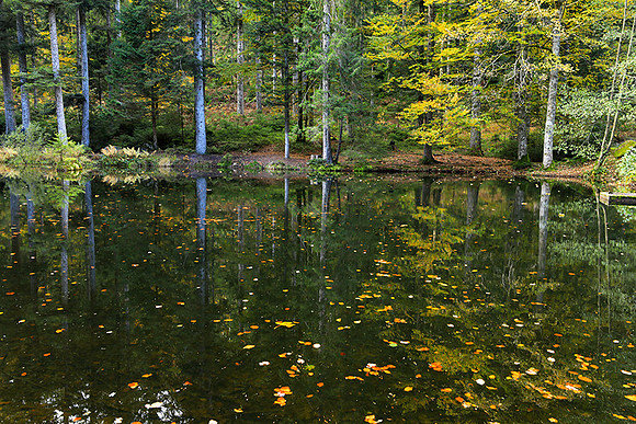 Etang Framboise