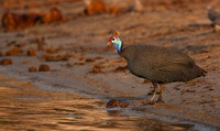 Helmeted guineafowls - Chobe
