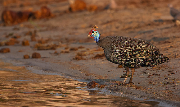 Helmeted guineafowls - Chobe