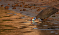 Helmeted guineafowls - Chobe