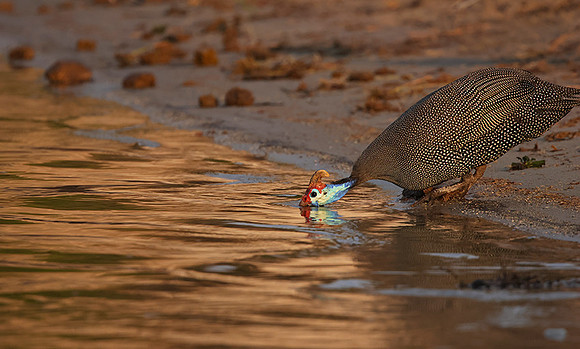 Helmeted guineafowls - Chobe
