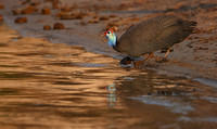 Helmeted guineafowls - Chobe