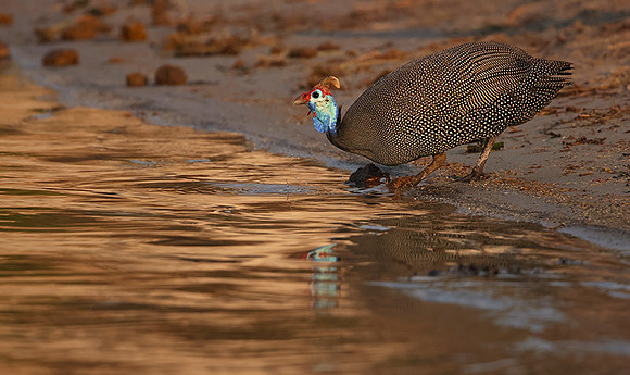 Helmeted guineafowls - Chobe