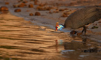 Helmeted guineafowls - Chobe