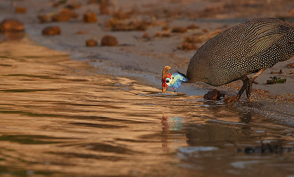 Helmeted guineafowls - Chobe