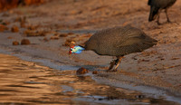 Helmeted guineafowls - Chobe