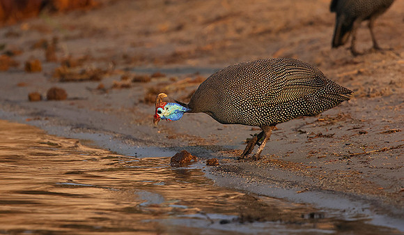 Helmeted guineafowls - Chobe