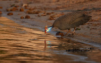 Helmeted guineafowls - Chobe