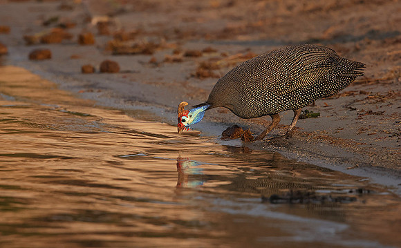 Helmeted guineafowls - Chobe
