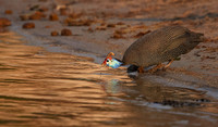 Helmeted guineafowls - Chobe