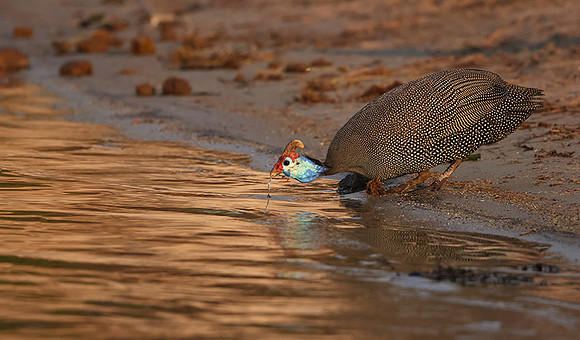 Helmeted guineafowls - Chobe
