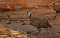 Helmeted guineafowls - Chobe