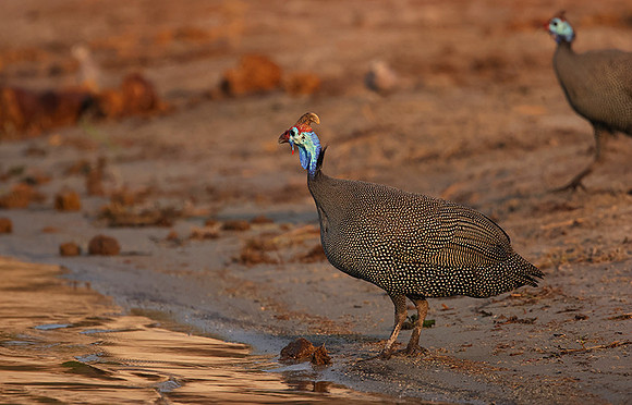 Helmeted guineafowls - Chobe
