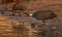 Helmeted guineafowls - Chobe