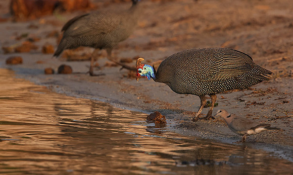 Helmeted guineafowls - Chobe