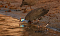 Guineafowls