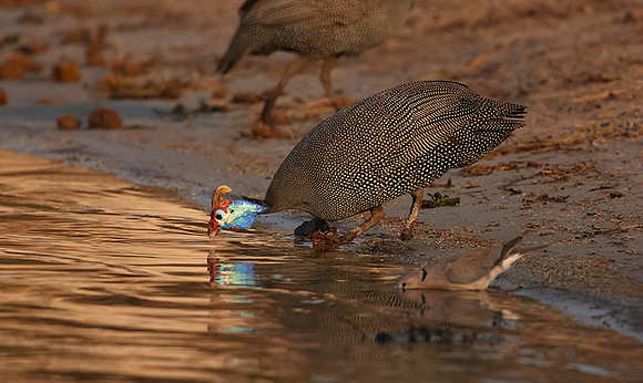 Helmeted guineafowls - Chobe