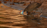 Helmeted guineafowls - Chobe
