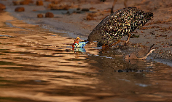 Helmeted guineafowls - Chobe