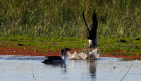 Knob-billed duck - Mokete