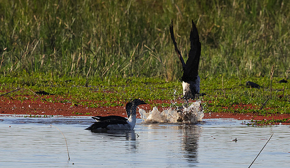 Knob-billed duck - Mokete