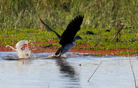 Knob-billed duck - Mokete