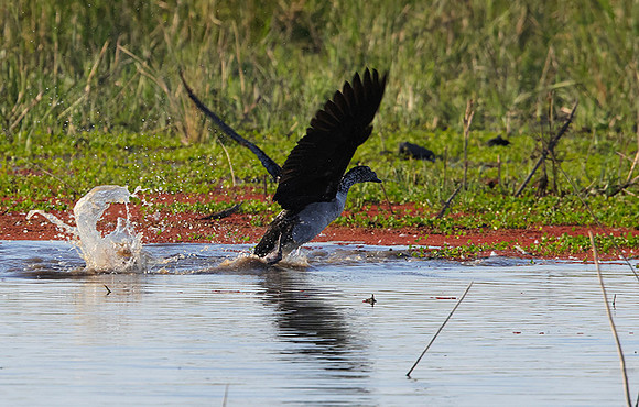 Knob-billed duck - Mokete