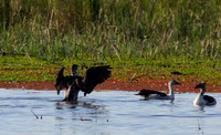 Knob-billed duck - Mokete