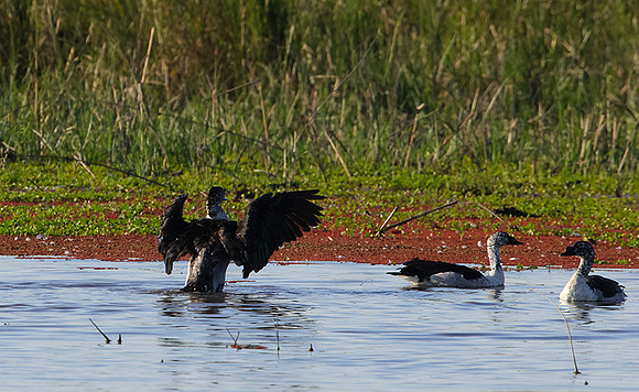 Knob-billed duck - Mokete