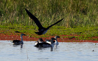 Knob-billed duck - Mokete