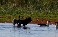 Knob-billed duck - Mokete