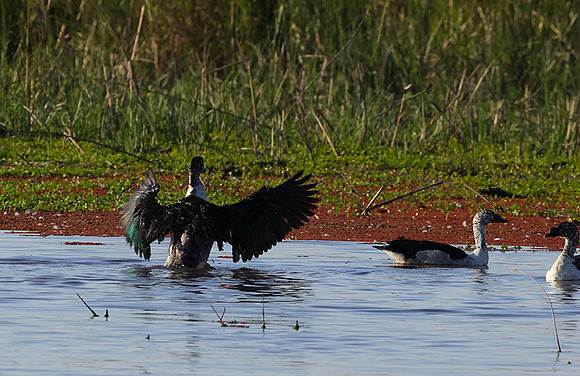 Knob-billed duck - Mokete