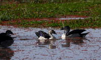 Knob-billed duck - Mokete