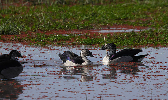 Knob-billed duck - Mokete