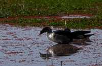 Knob-billed duck - Mokete