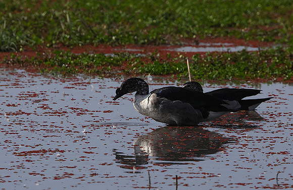 Knob-billed duck - Mokete