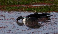 Knob-billed duck - Mokete