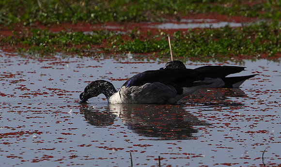 Knob-billed duck - Mokete