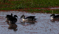 Knob-billed duck - Mokete